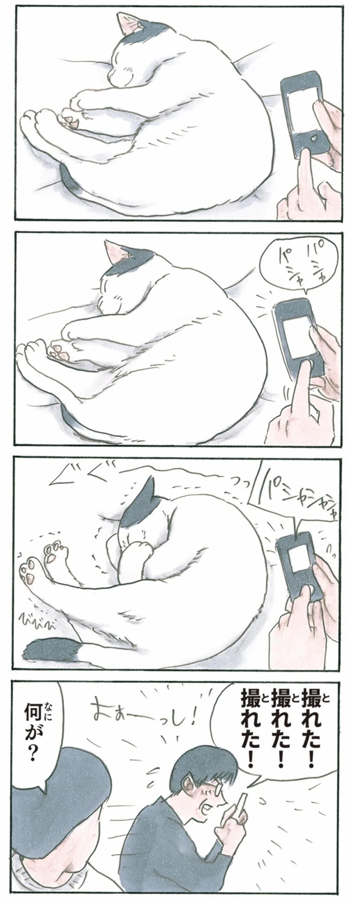 保護された子猫はすっかり家になじみました。先住猫からも可愛がられている…？／拾い猫のモチャ6（画像94/119枚目）