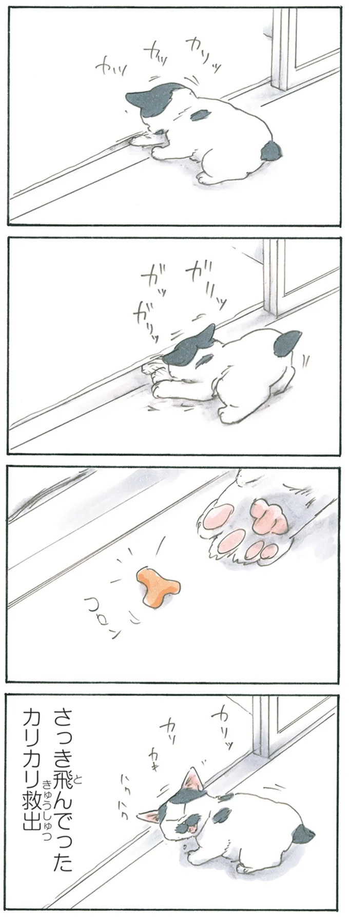 保護された子猫はすっかり家になじみました。先住猫からも可愛がられている…？／拾い猫のモチャ6（画像108/119枚目）