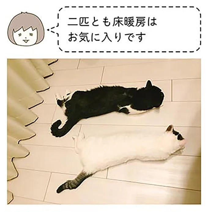 布団の中で寝ていた猫。何かに似ていると思ったら…あれだ！／うちの猫がまた変なことしてる。2（画像6/12枚目）