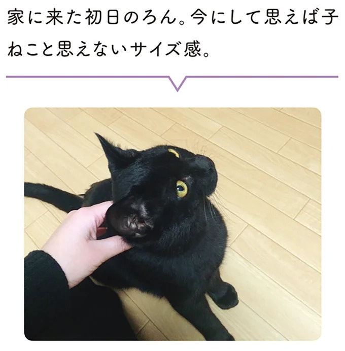 「ノラの子猫を保護してるからもらって」家にきた初日から…え、嘘でしょ？／黒猫ろんと暮らしたら（画像3/184枚目）