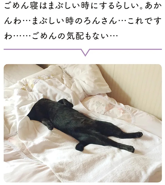 「ノラの子猫を保護してるからもらって」家にきた初日から…え、嘘でしょ？／黒猫ろんと暮らしたら（画像13/184枚目）