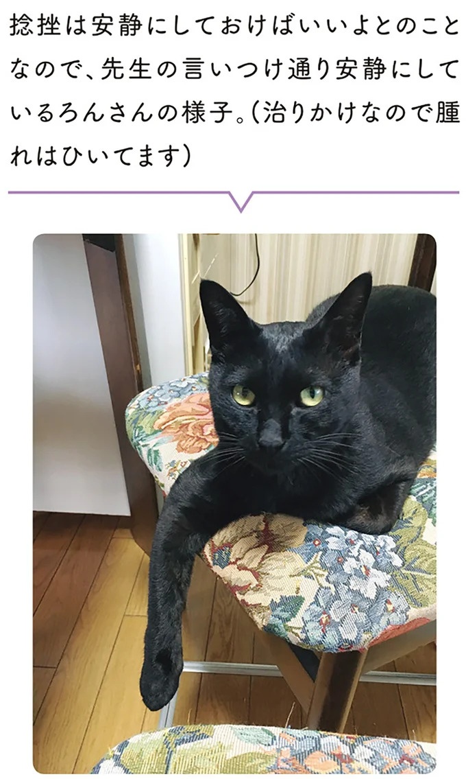 「ノラの子猫を保護してるからもらって」家にきた初日から…え、嘘でしょ？／黒猫ろんと暮らしたら（画像18/184枚目）