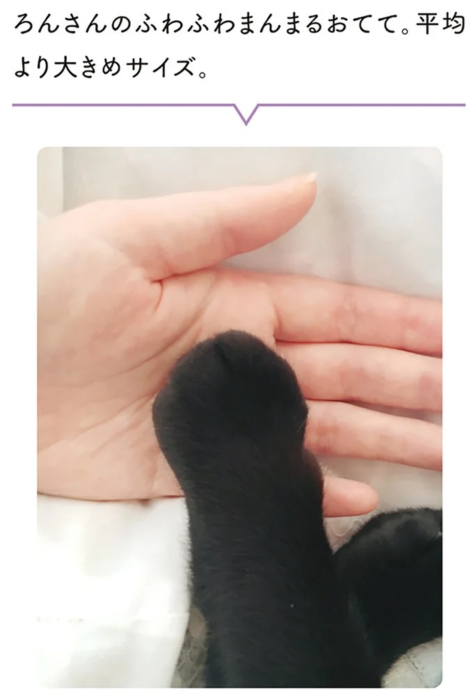 「ノラの子猫を保護してるからもらって」家にきた初日から…え、嘘でしょ？／黒猫ろんと暮らしたら（画像21/184枚目）