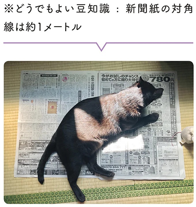 「ノラの子猫を保護してるからもらって」家にきた初日から…え、嘘でしょ？／黒猫ろんと暮らしたら（画像26/184枚目）