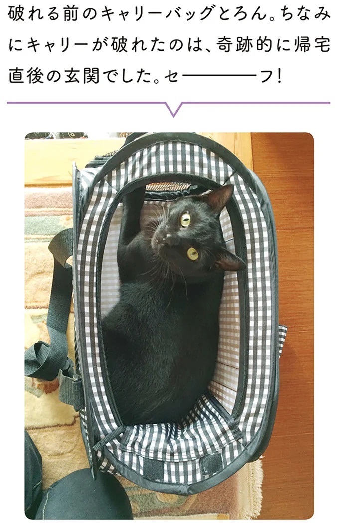 「ノラの子猫を保護してるからもらって」家にきた初日から…え、嘘でしょ？／黒猫ろんと暮らしたら（画像28/184枚目）