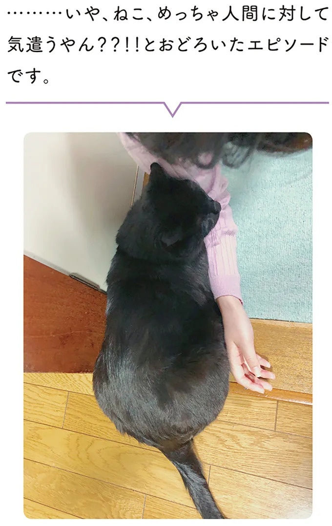 「ノラの子猫を保護してるからもらって」家にきた初日から…え、嘘でしょ？／黒猫ろんと暮らしたら（画像36/184枚目）