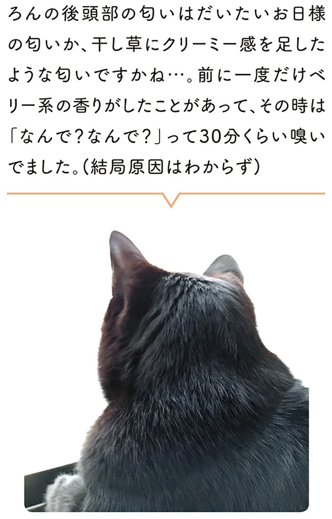 「ノラの子猫を保護してるからもらって」家にきた初日から…え、嘘でしょ？／黒猫ろんと暮らしたら（画像43/184枚目）