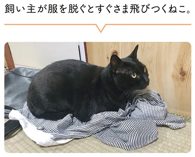 「ノラの子猫を保護してるからもらって」家にきた初日から…え、嘘でしょ？／黒猫ろんと暮らしたら（画像46/184枚目）