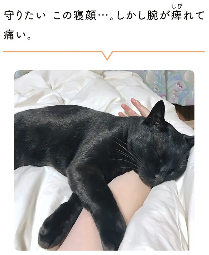 「ノラの子猫を保護してるからもらって」家にきた初日から…え、嘘でしょ？／黒猫ろんと暮らしたら（画像68/184枚目）
