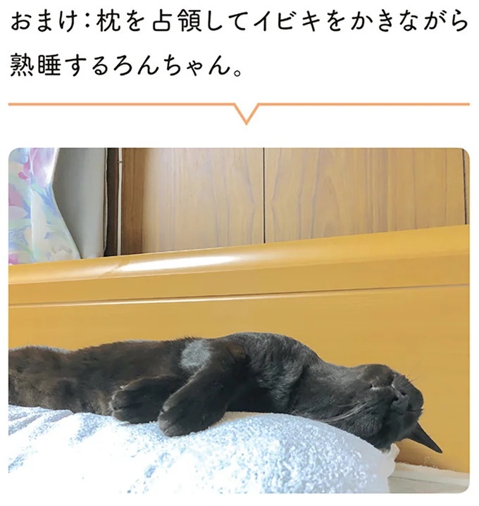 「ノラの子猫を保護してるからもらって」家にきた初日から…え、嘘でしょ？／黒猫ろんと暮らしたら（画像71/184枚目）