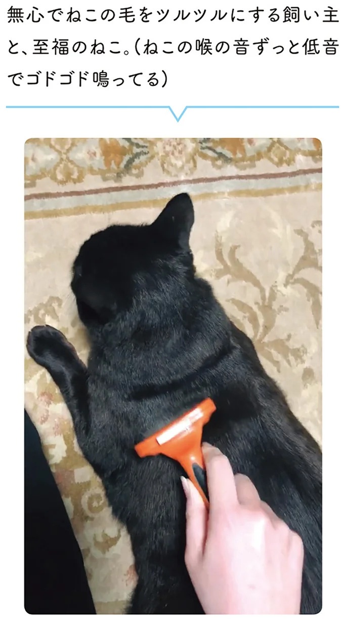「ノラの子猫を保護してるからもらって」家にきた初日から…え、嘘でしょ？／黒猫ろんと暮らしたら（画像76/184枚目）