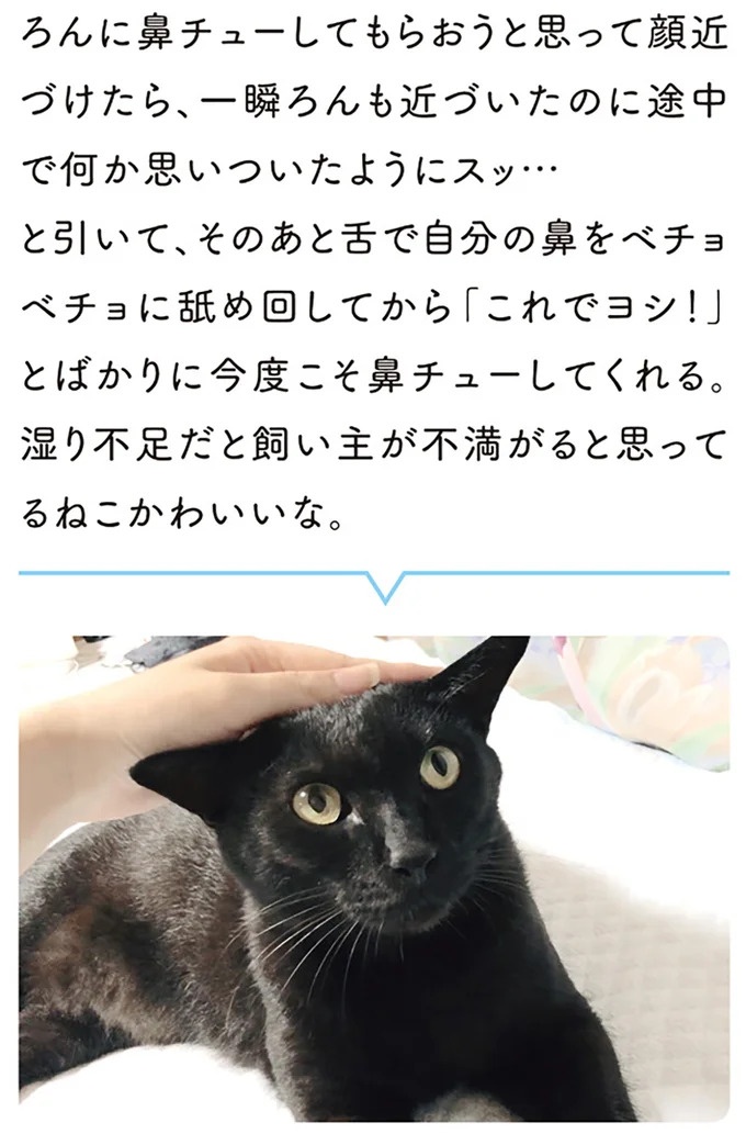 「ノラの子猫を保護してるからもらって」家にきた初日から…え、嘘でしょ？／黒猫ろんと暮らしたら（画像78/184枚目）