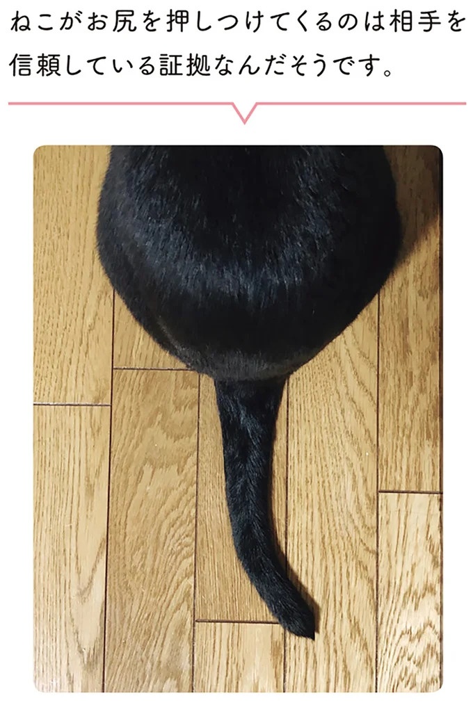 「ノラの子猫を保護してるからもらって」家にきた初日から…え、嘘でしょ？／黒猫ろんと暮らしたら（画像83/184枚目）