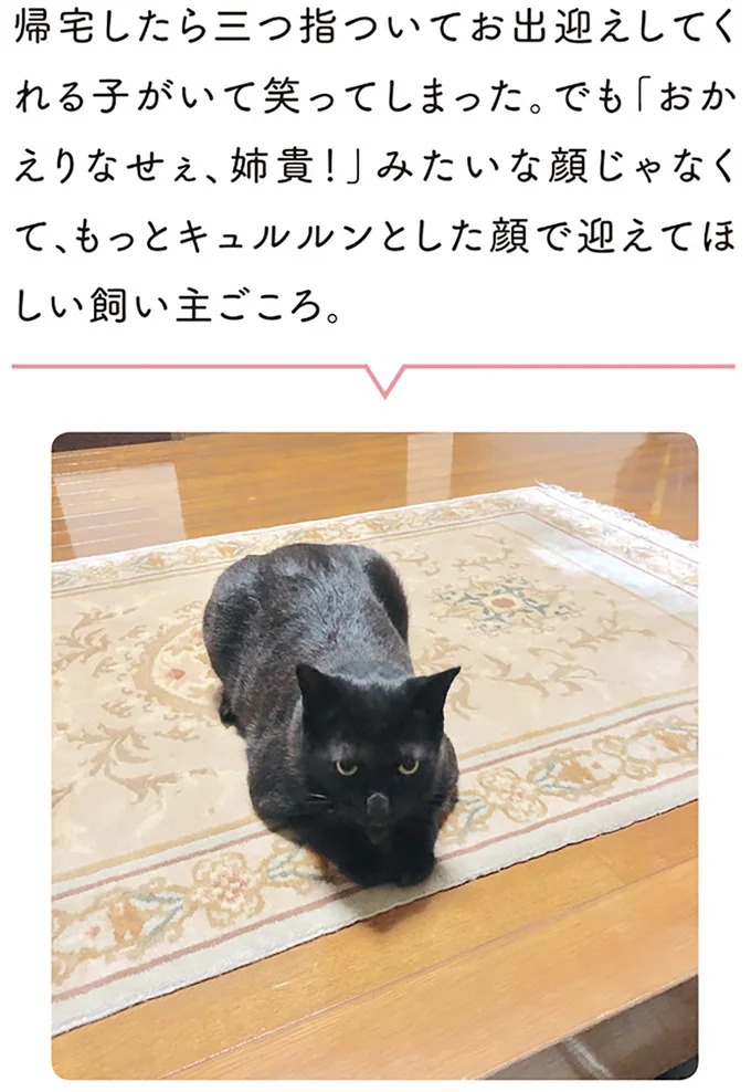 「ノラの子猫を保護してるからもらって」家にきた初日から…え、嘘でしょ？／黒猫ろんと暮らしたら（画像86/184枚目）