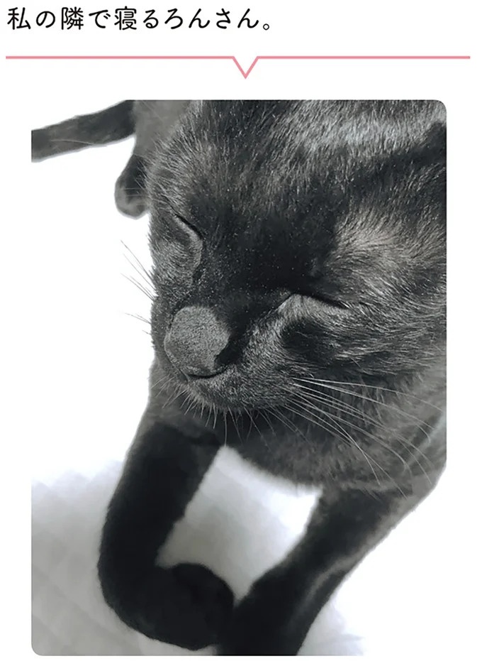 「ノラの子猫を保護してるからもらって」家にきた初日から…え、嘘でしょ？／黒猫ろんと暮らしたら（画像88/184枚目）