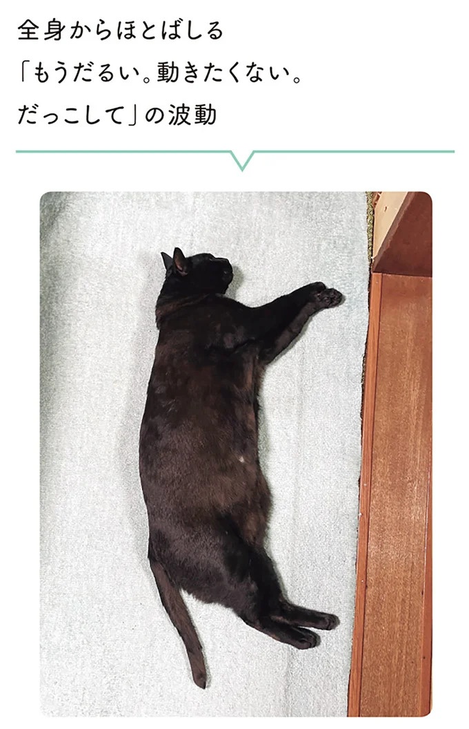 「ノラの子猫を保護してるからもらって」家にきた初日から…え、嘘でしょ？／黒猫ろんと暮らしたら（画像93/184枚目）