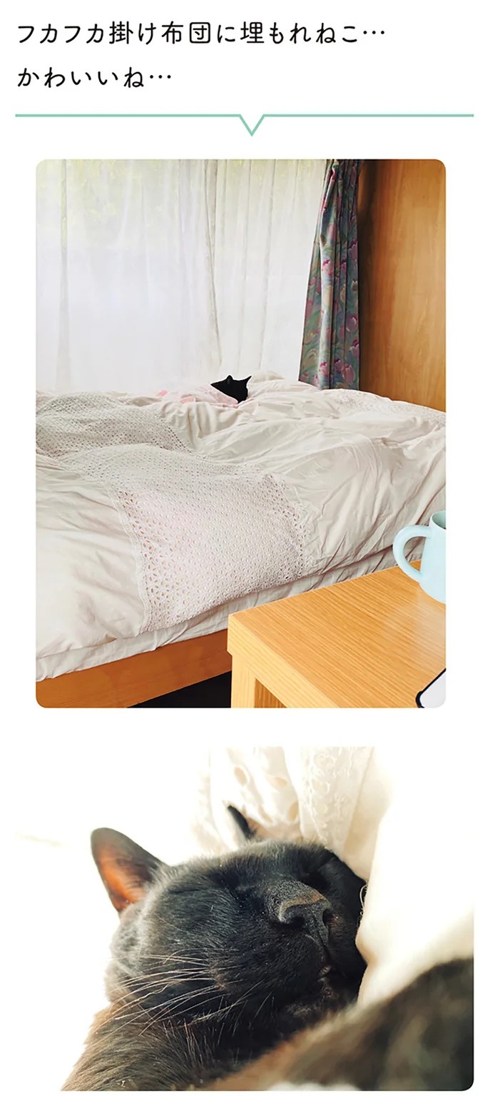 「ノラの子猫を保護してるからもらって」家にきた初日から…え、嘘でしょ？／黒猫ろんと暮らしたら（画像96/184枚目）