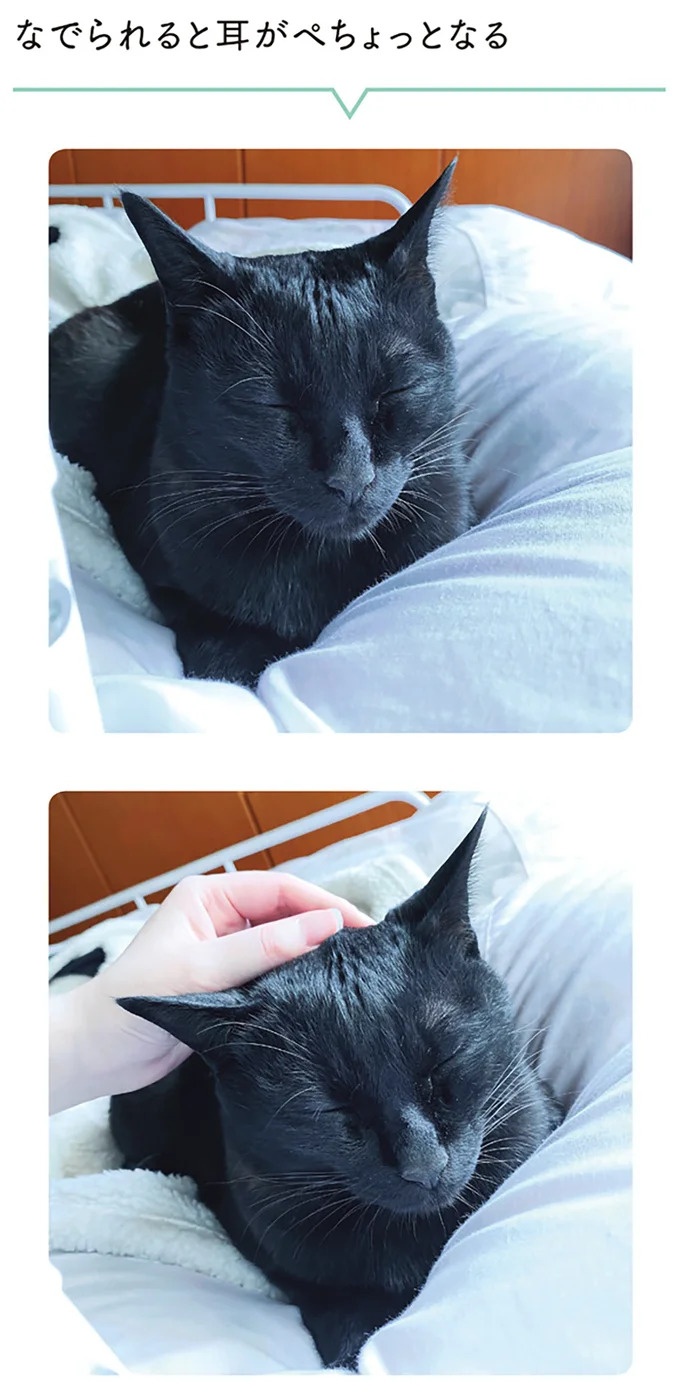 「ノラの子猫を保護してるからもらって」家にきた初日から…え、嘘でしょ？／黒猫ろんと暮らしたら（画像98/184枚目）