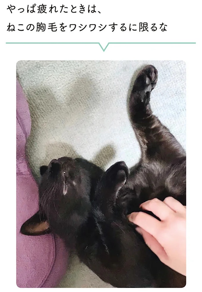 「ノラの子猫を保護してるからもらって」家にきた初日から…え、嘘でしょ？／黒猫ろんと暮らしたら（画像111/184枚目）