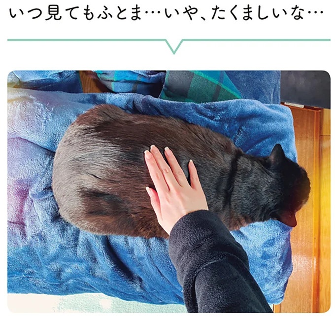 「ノラの子猫を保護してるからもらって」家にきた初日から…え、嘘でしょ？／黒猫ろんと暮らしたら（画像113/184枚目）