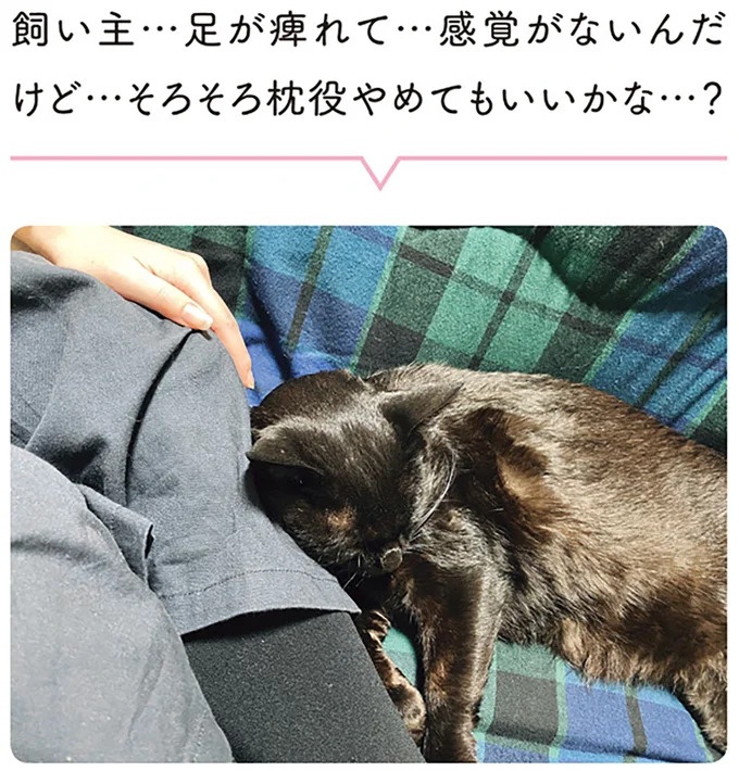「ノラの子猫を保護してるからもらって」家にきた初日から…え、嘘でしょ？／黒猫ろんと暮らしたら（画像129/184枚目）