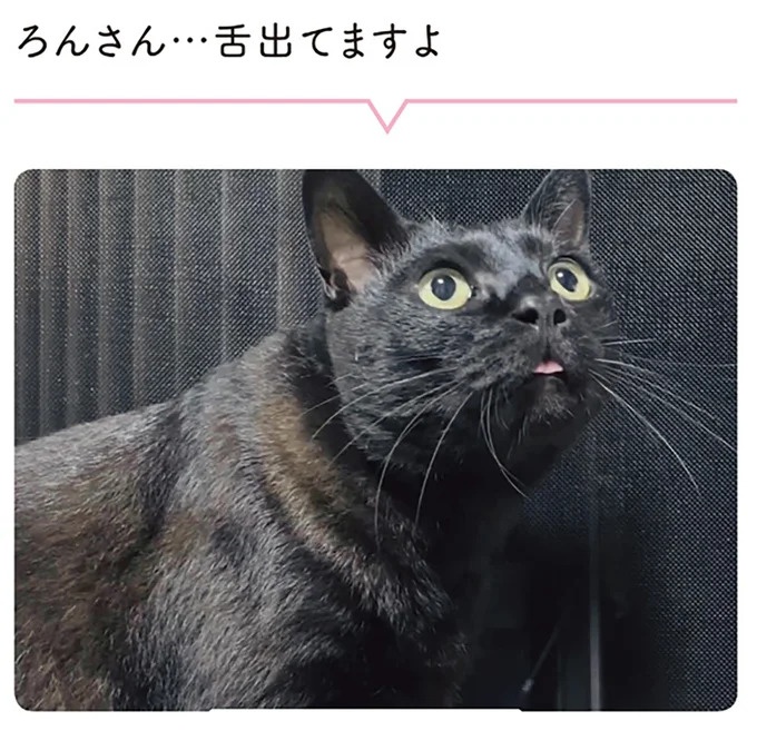 「ノラの子猫を保護してるからもらって」家にきた初日から…え、嘘でしょ？／黒猫ろんと暮らしたら（画像143/184枚目）