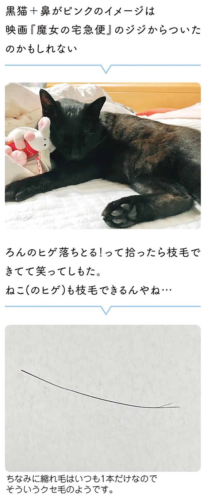 「ノラの子猫を保護してるからもらって」家にきた初日から…え、嘘でしょ？／黒猫ろんと暮らしたら（画像153/184枚目）