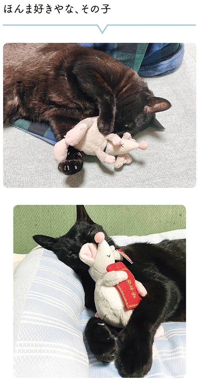 「ノラの子猫を保護してるからもらって」家にきた初日から…え、嘘でしょ？／黒猫ろんと暮らしたら（画像163/184枚目）