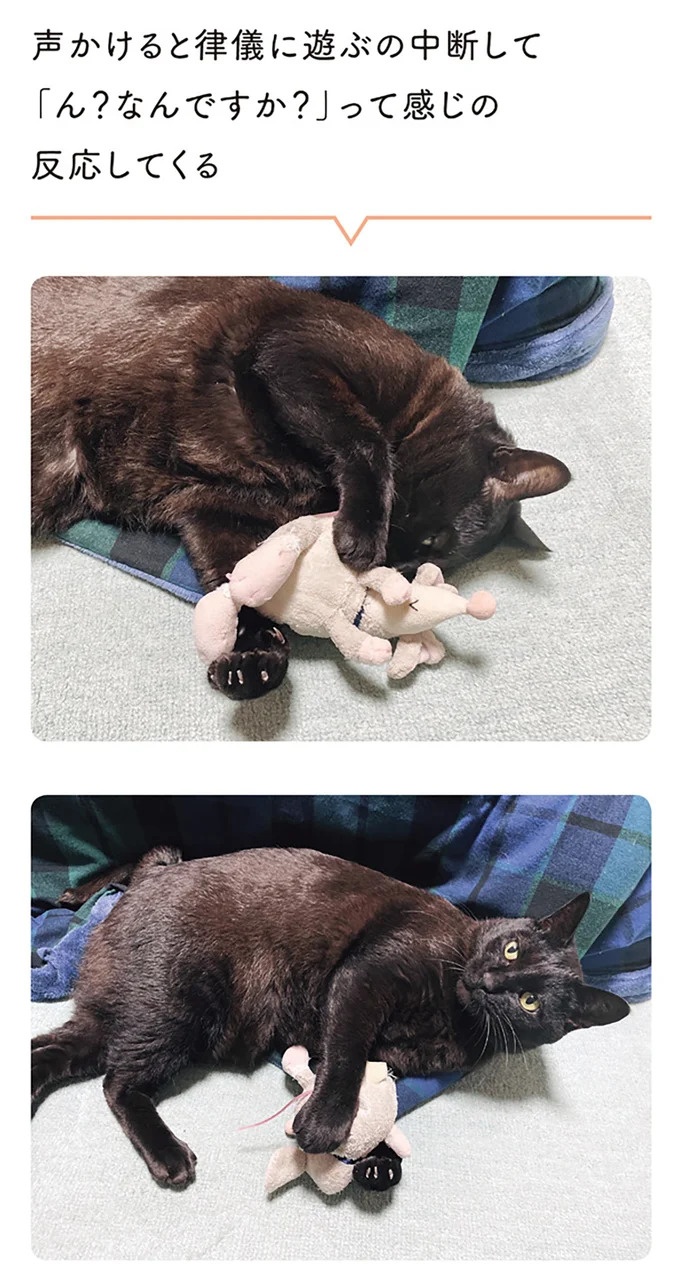 「ノラの子猫を保護してるからもらって」家にきた初日から…え、嘘でしょ？／黒猫ろんと暮らしたら（画像166/184枚目）