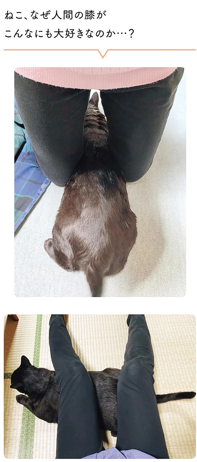 「ノラの子猫を保護してるからもらって」家にきた初日から…え、嘘でしょ？／黒猫ろんと暮らしたら（画像168/184枚目）