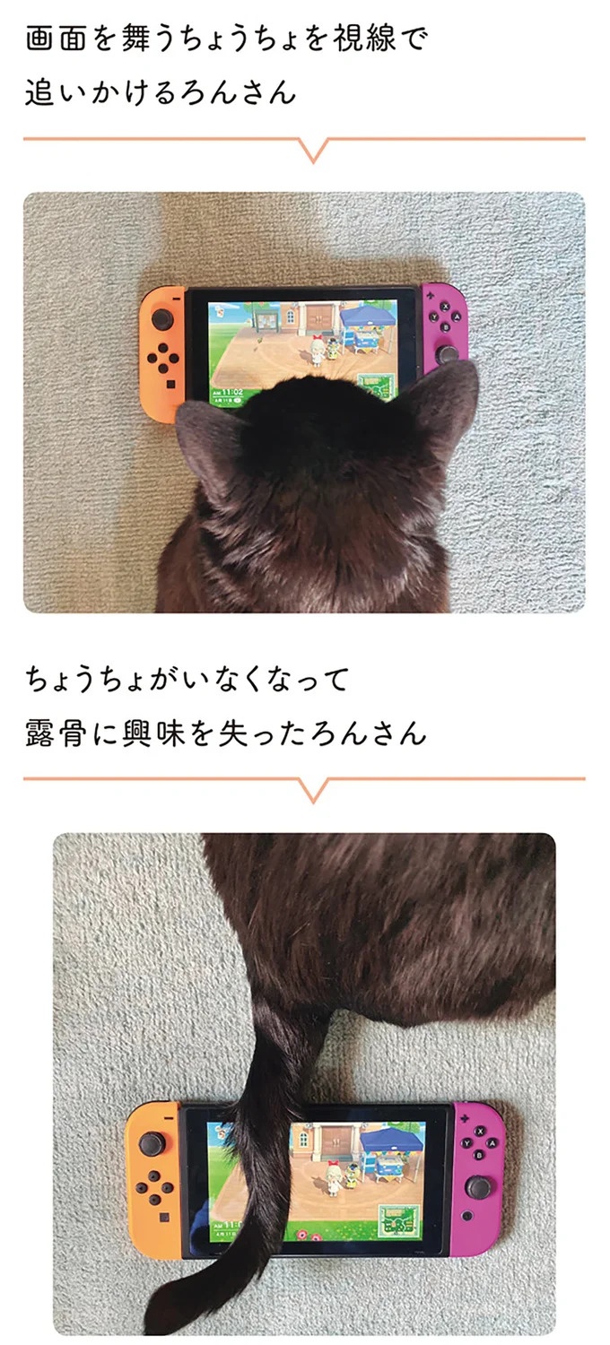 「ノラの子猫を保護してるからもらって」家にきた初日から…え、嘘でしょ？／黒猫ろんと暮らしたら（画像173/184枚目）