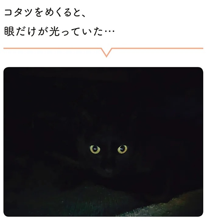 「ノラの子猫を保護してるからもらって」家にきた初日から…え、嘘でしょ？／黒猫ろんと暮らしたら（画像178/184枚目）