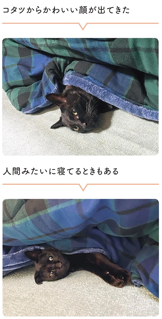 「ノラの子猫を保護してるからもらって」家にきた初日から…え、嘘でしょ？／黒猫ろんと暮らしたら（画像181/184枚目）