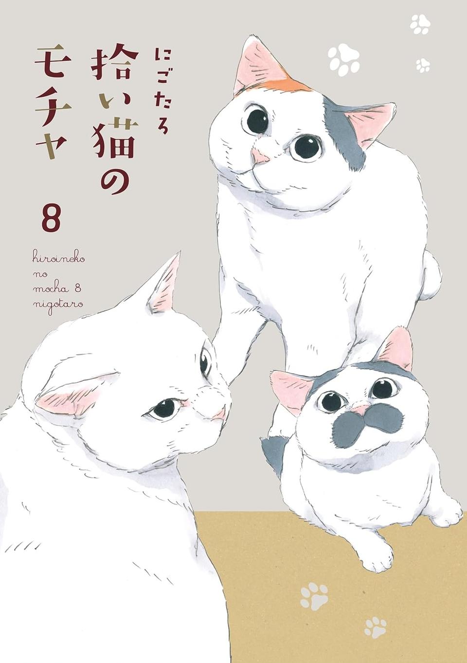 猫じゃらしを見つめる子猫。気になってはいるようだけど…んん？／拾い猫のモチャ8（画像7/7枚目）