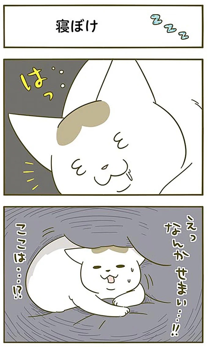 猫は、「無言なのにうるさい」。視界の端でちょっかいを出してきて…／うちの猫がまた変なことしてる。3（画像6/89枚目）