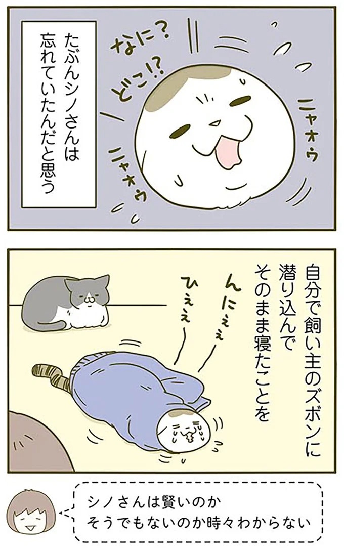 猫は、「無言なのにうるさい」。視界の端でちょっかいを出してきて…／うちの猫がまた変なことしてる。3（画像7/89枚目）