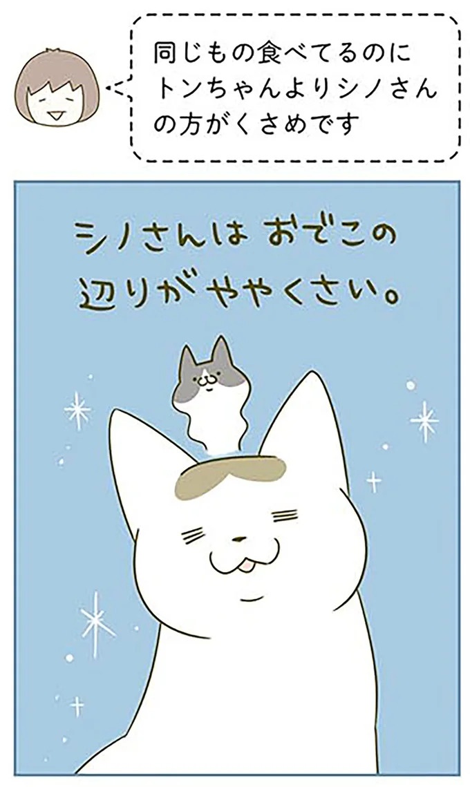 猫は、「無言なのにうるさい」。視界の端でちょっかいを出してきて…／うちの猫がまた変なことしてる。3（画像22/89枚目）