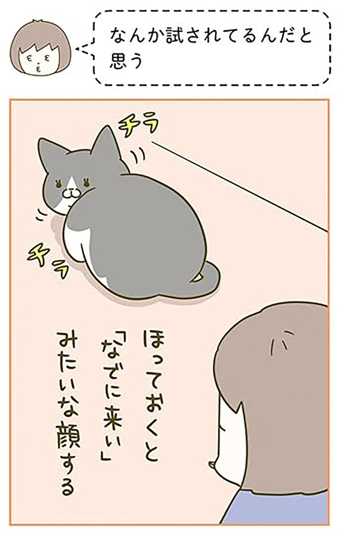 猫は、「無言なのにうるさい」。視界の端でちょっかいを出してきて…／うちの猫がまた変なことしてる。3（画像26/89枚目）
