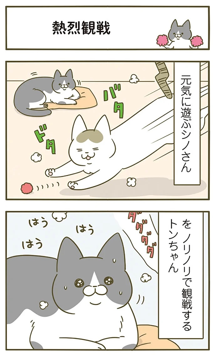 猫は、「無言なのにうるさい」。視界の端でちょっかいを出してきて…／うちの猫がまた変なことしてる。3（画像49/89枚目）