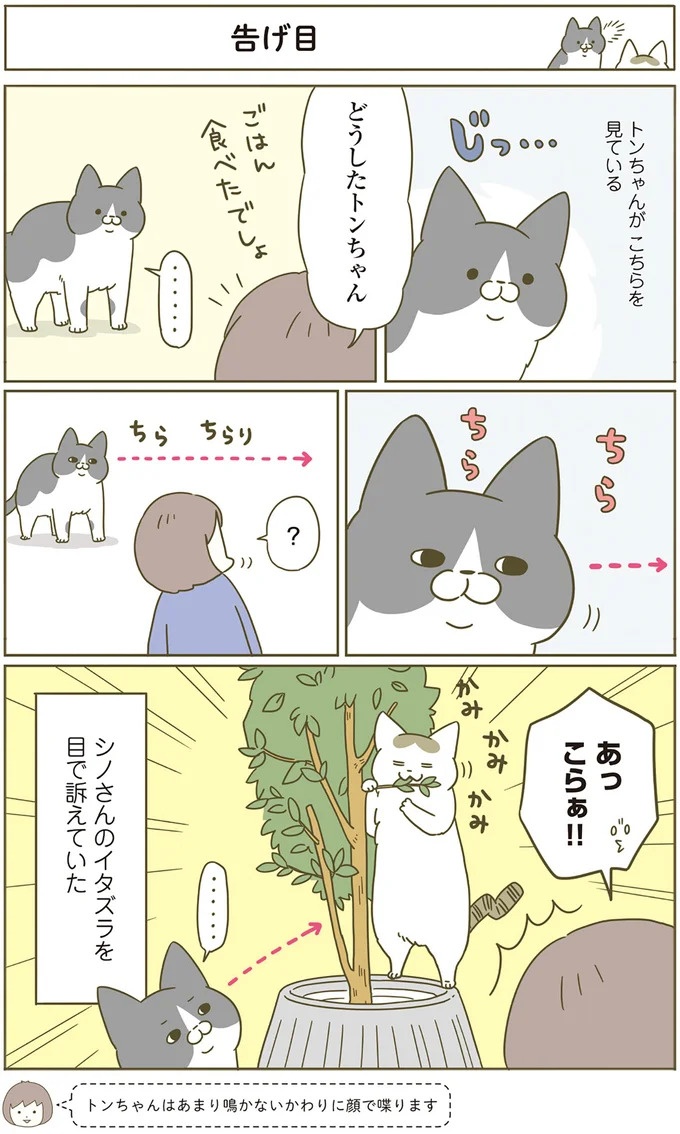 猫は、「無言なのにうるさい」。視界の端でちょっかいを出してきて…／うちの猫がまた変なことしてる。3（画像61/89枚目）