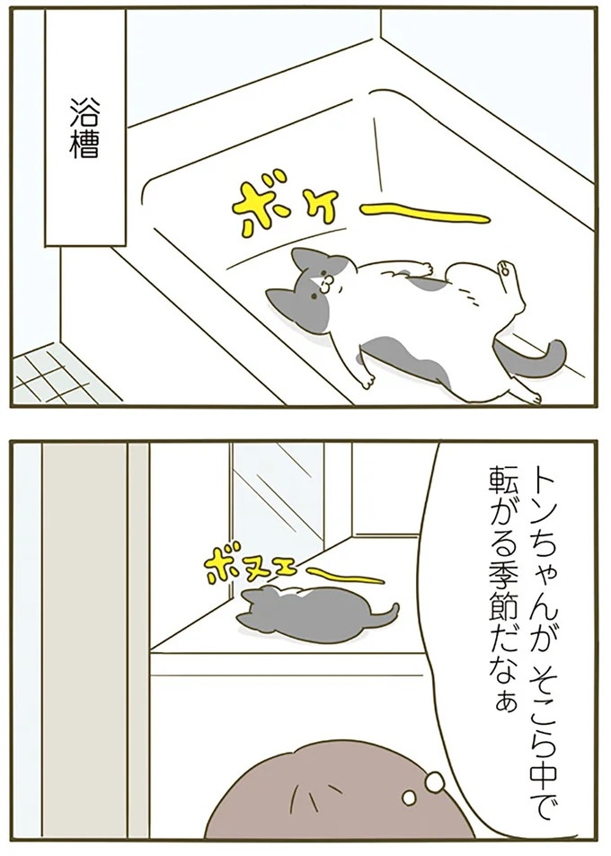 猫は、「無言なのにうるさい」。視界の端でちょっかいを出してきて…／うちの猫がまた変なことしてる。3（画像66/89枚目）