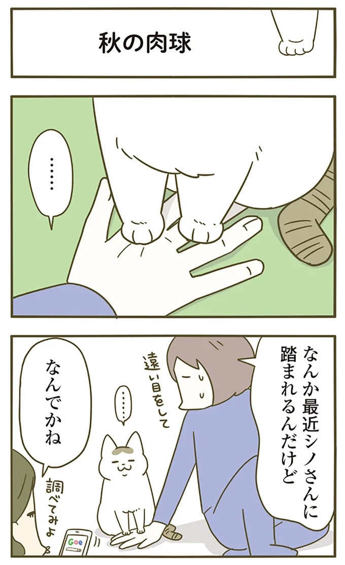 猫は、「無言なのにうるさい」。視界の端でちょっかいを出してきて…／うちの猫がまた変なことしてる。3（画像72/89枚目）