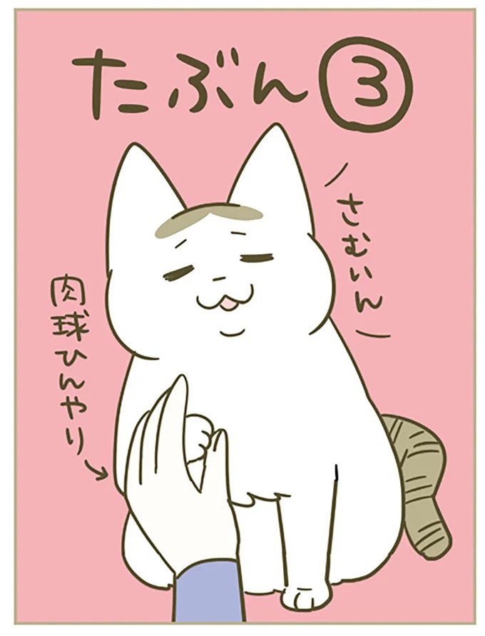 猫は、「無言なのにうるさい」。視界の端でちょっかいを出してきて…／うちの猫がまた変なことしてる。3（画像74/89枚目）