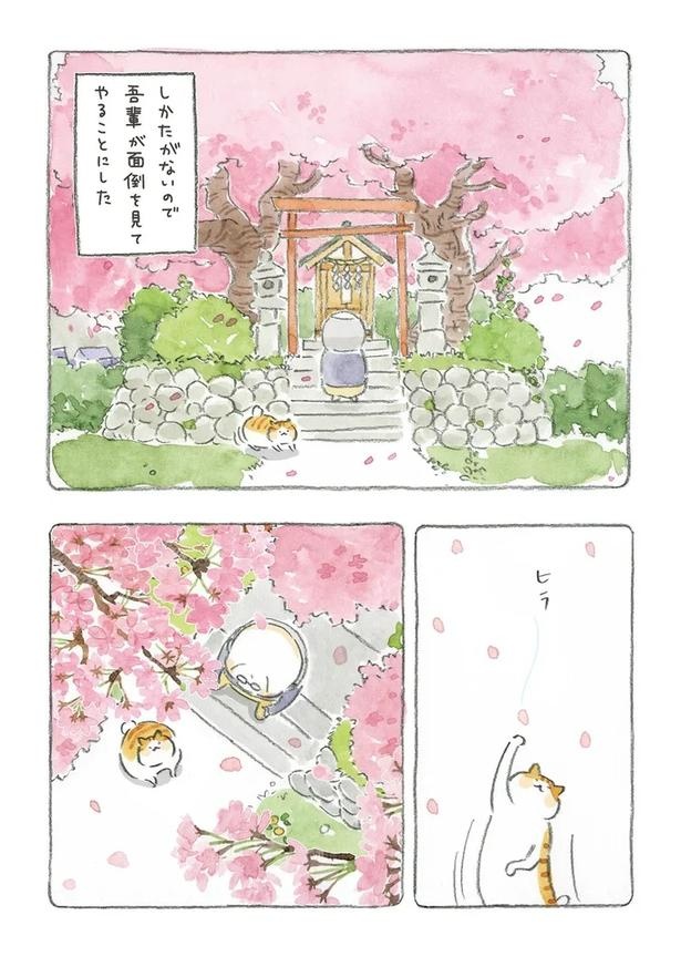 至る所でくつろぐ猫たち。ここは、じーちゃんとばーちゃんと猫の町／ねことじいちゃん（画像19/184枚目）