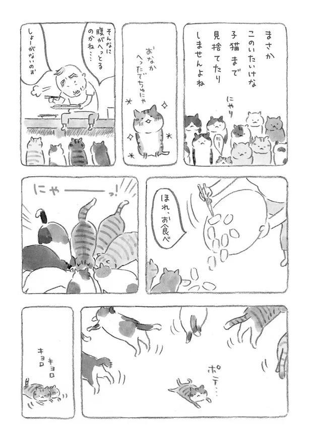 至る所でくつろぐ猫たち。ここは、じーちゃんとばーちゃんと猫の町／ねことじいちゃん（画像39/184枚目）