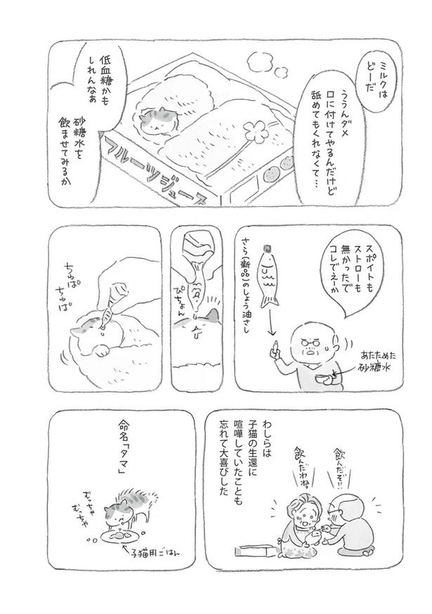 至る所でくつろぐ猫たち。ここは、じーちゃんとばーちゃんと猫の町／ねことじいちゃん（画像48/184枚目）