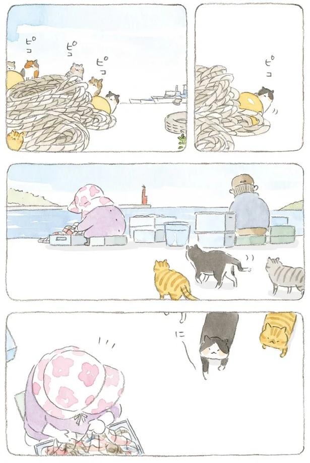 至る所でくつろぐ猫たち。ここは、じーちゃんとばーちゃんと猫の町／ねことじいちゃん（画像131/184枚目）