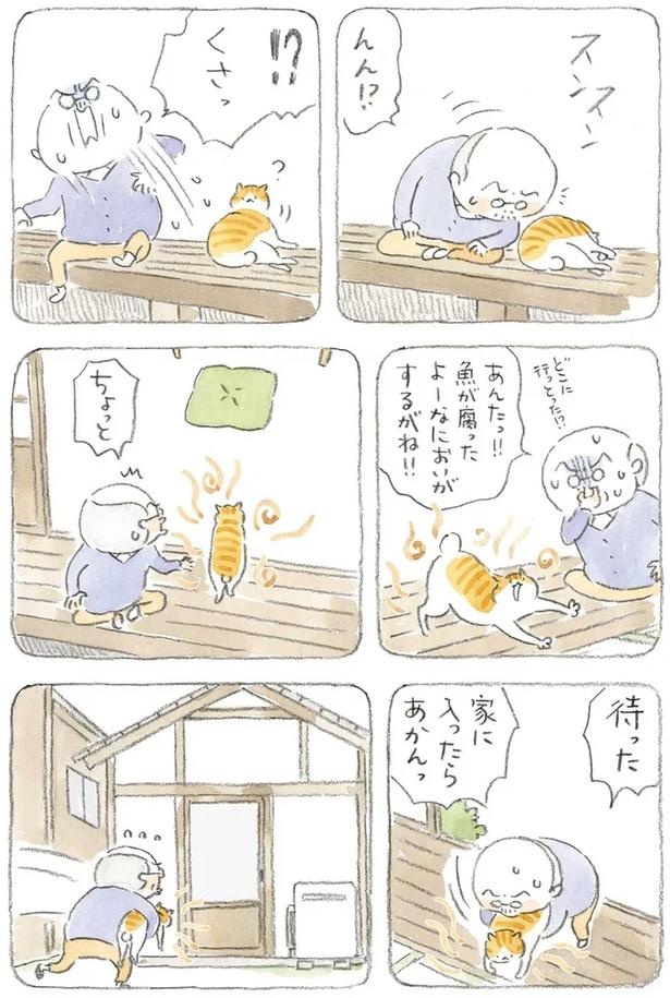 至る所でくつろぐ猫たち。ここは、じーちゃんとばーちゃんと猫の町／ねことじいちゃん（画像137/184枚目）