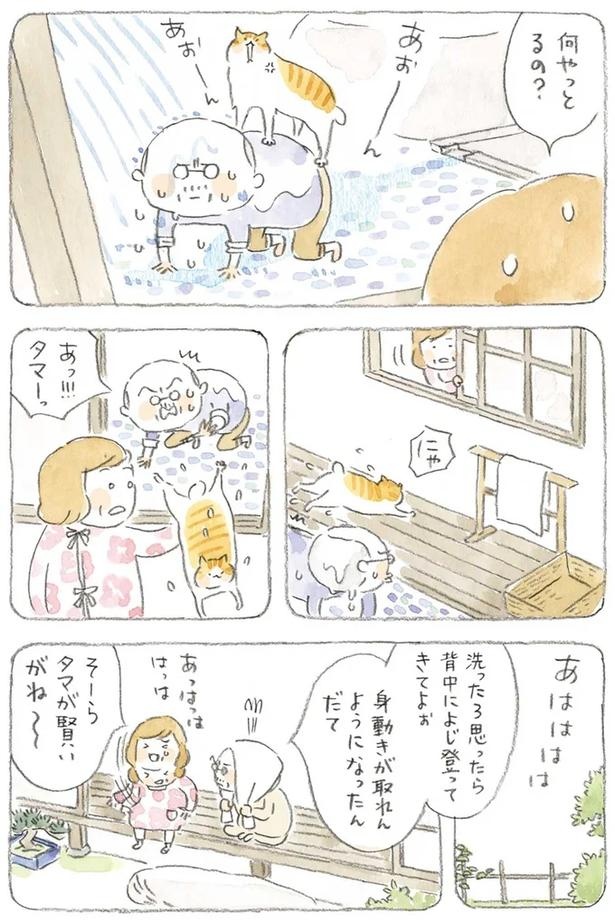 至る所でくつろぐ猫たち。ここは、じーちゃんとばーちゃんと猫の町／ねことじいちゃん（画像141/184枚目）