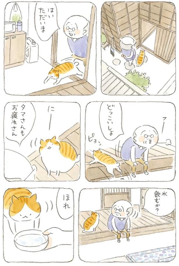 至る所でくつろぐ猫たち。ここは、じーちゃんとばーちゃんと猫の町／ねことじいちゃん（画像146/184枚目）